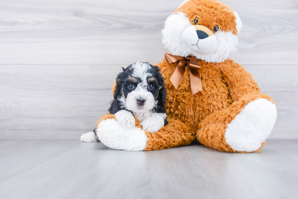 Best Mini Bernedoodle Baby