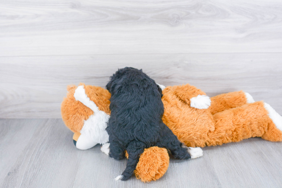 Mini Bernedoodle Pup Being Cute