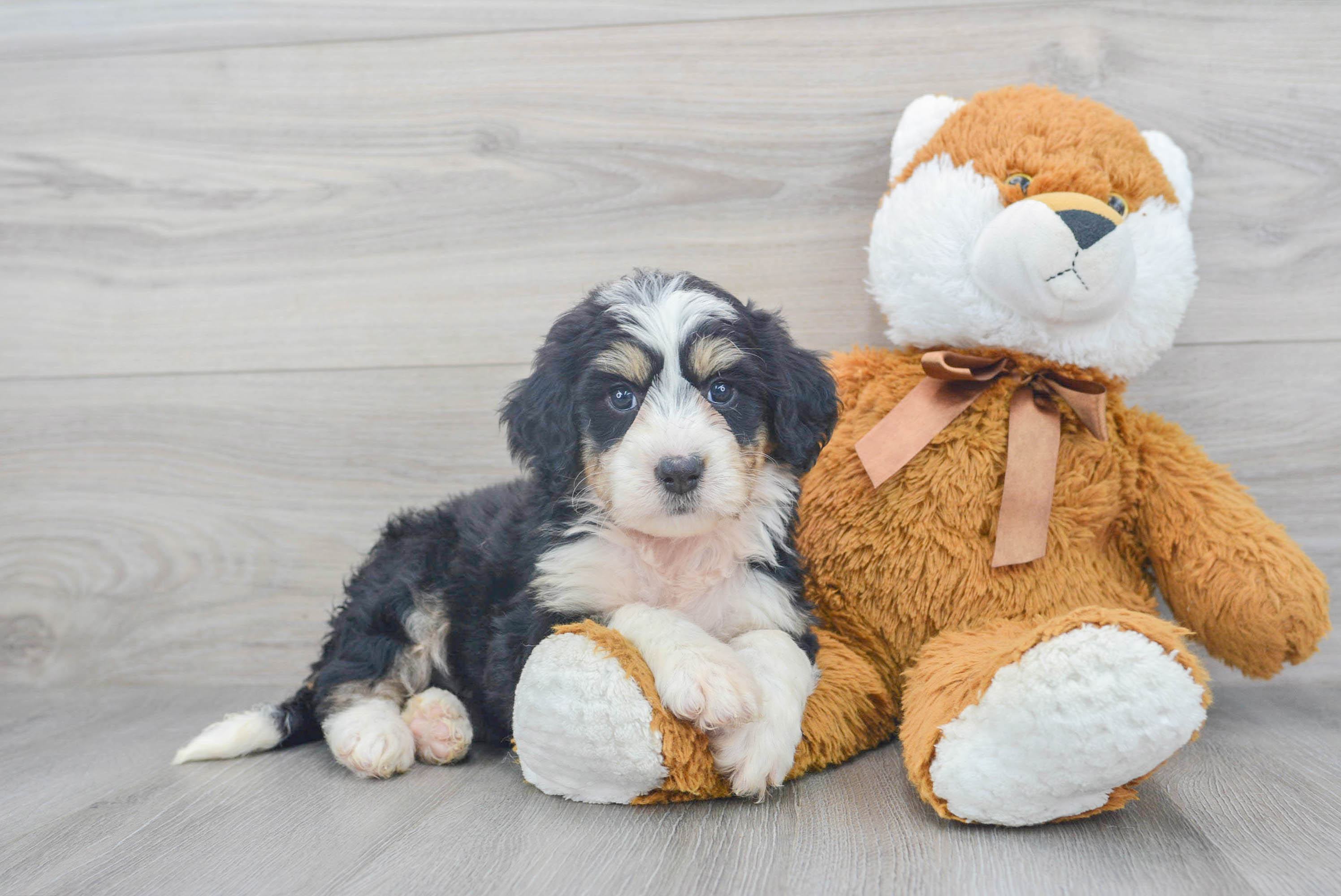 Friendly Mini Bernedoodle Baby