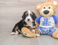 7 week old Mini Bernedoodle Puppy For Sale - Premier Pups