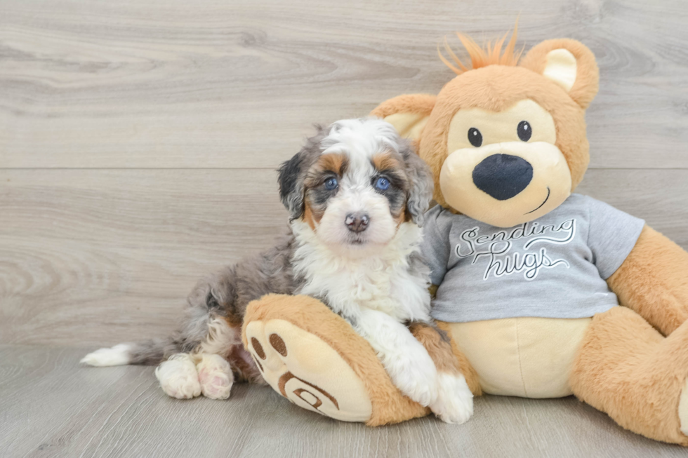Mini Bernedoodle Pup Being Cute