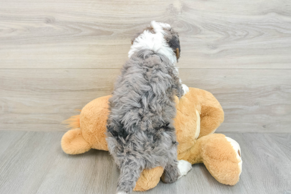 Best Mini Bernedoodle Baby