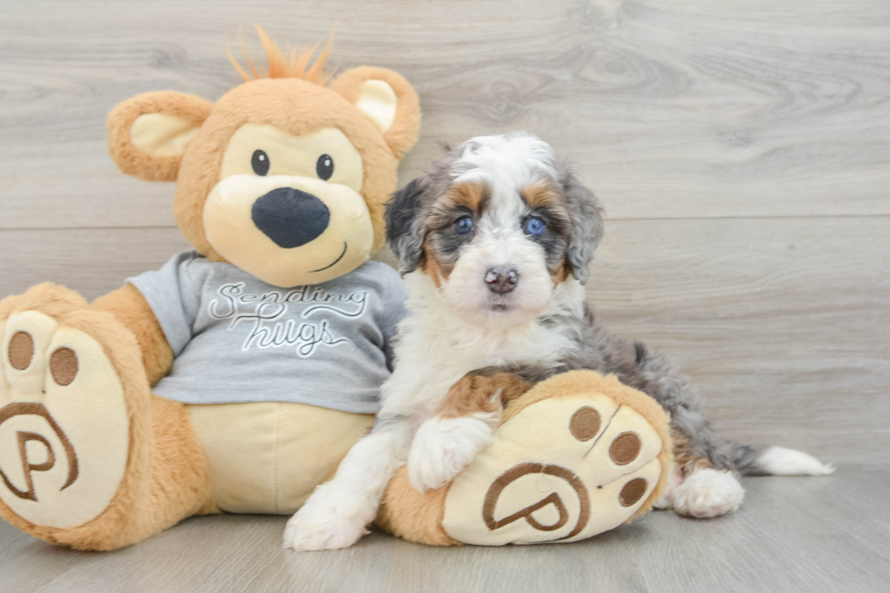Fluffy Mini Bernedoodle Poodle Mix Pup