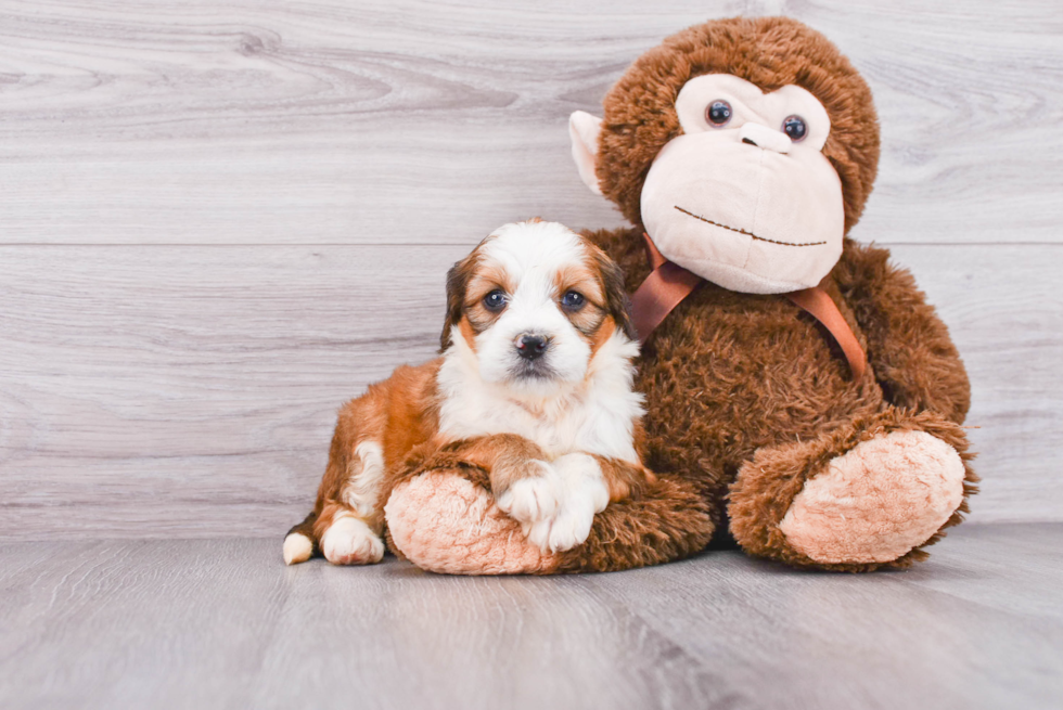 Mini Bernedoodle Pup Being Cute