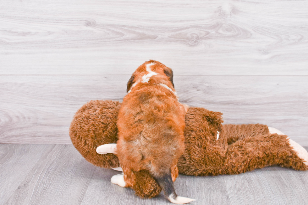 Mini Bernedoodle Pup Being Cute