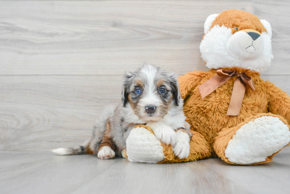 Adorable Bernadoodle Poodle Mix Puppy