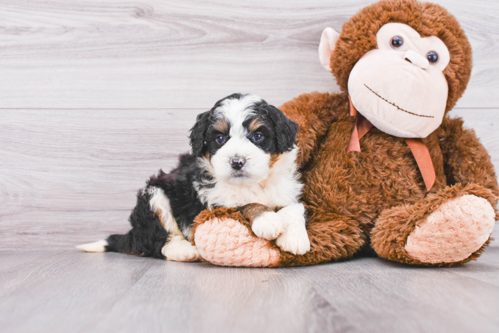 Best Mini Bernedoodle Baby