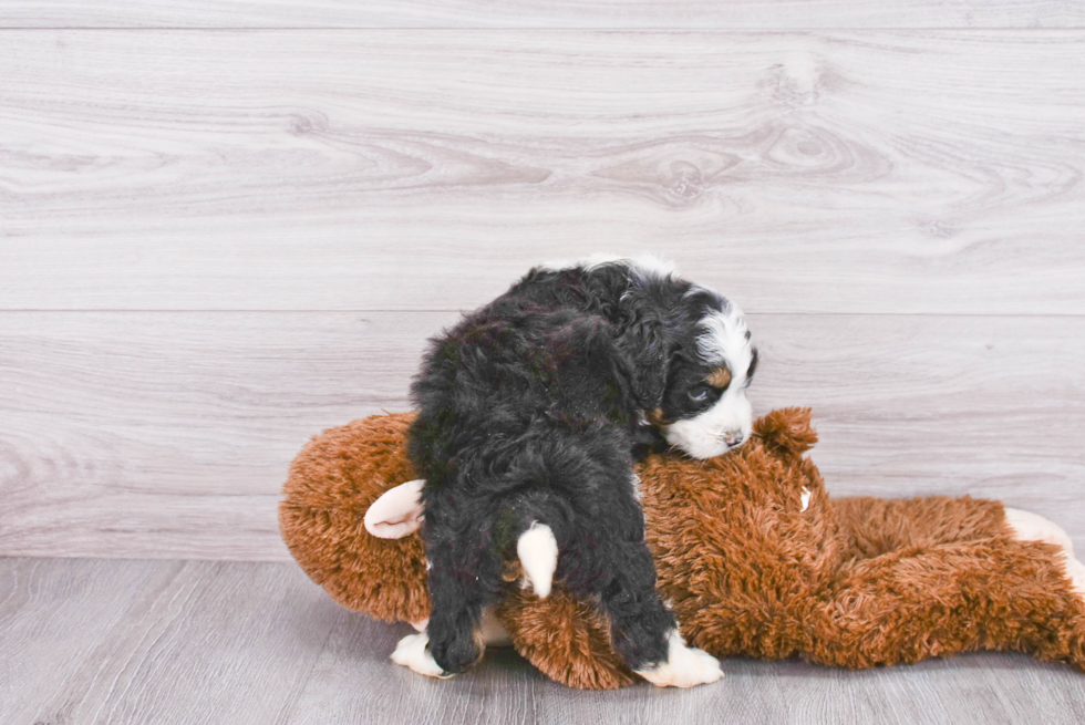 Mini Bernedoodle Puppy for Adoption