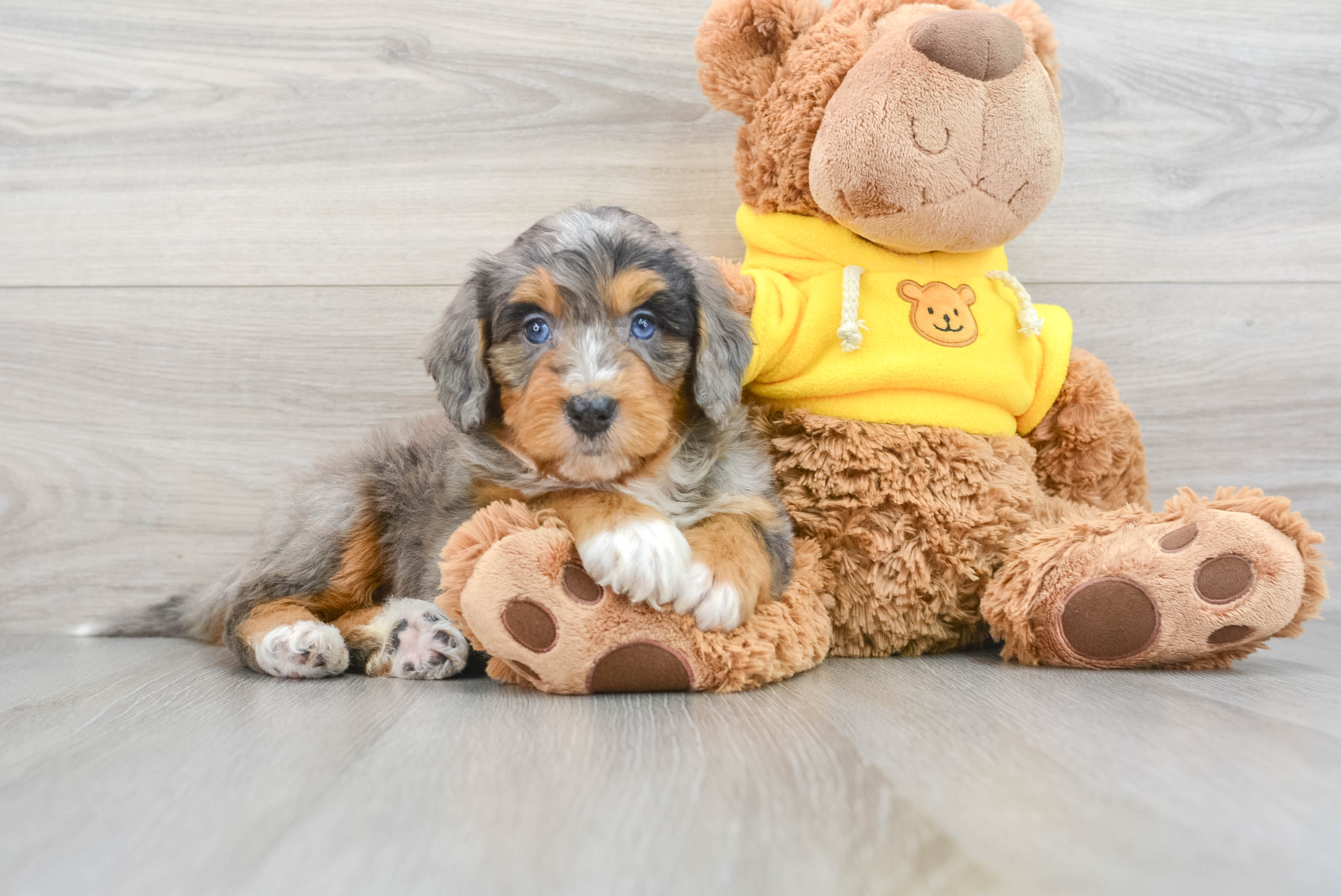 Playful Mini Berniedoodle Poodle Mix Puppy