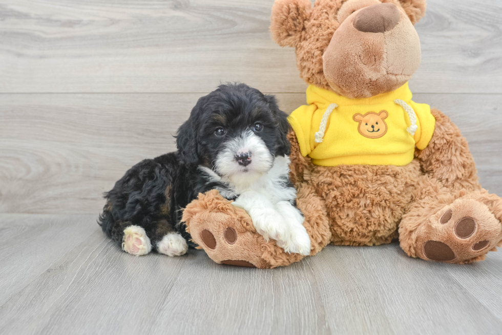 Mini Bernedoodle Pup Being Cute