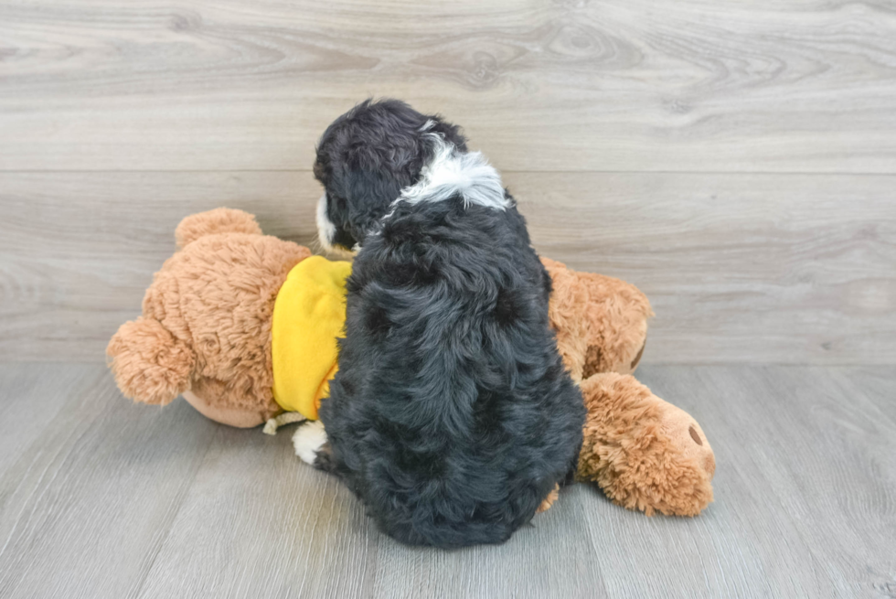 Popular Mini Bernedoodle Poodle Mix Pup
