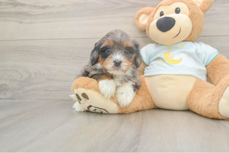 Mini Bernedoodle Puppy for Adoption
