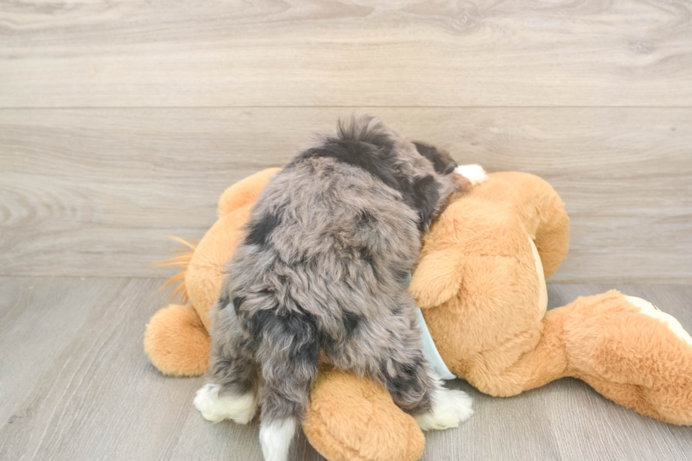 Sweet Mini Bernedoodle Baby