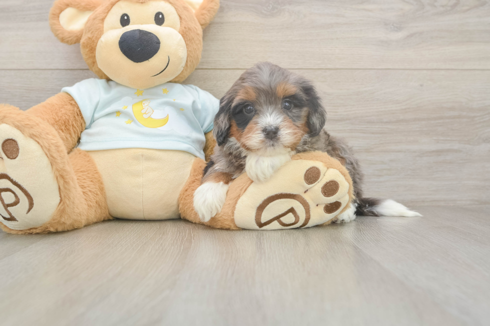 Best Mini Bernedoodle Baby