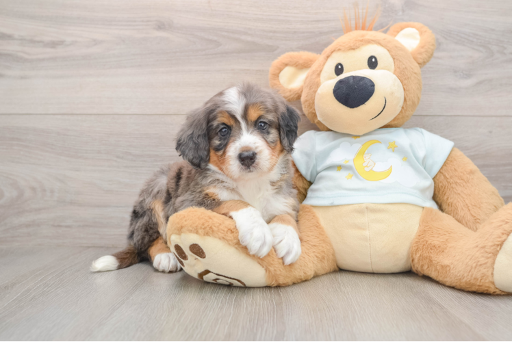Mini Bernedoodle Pup Being Cute
