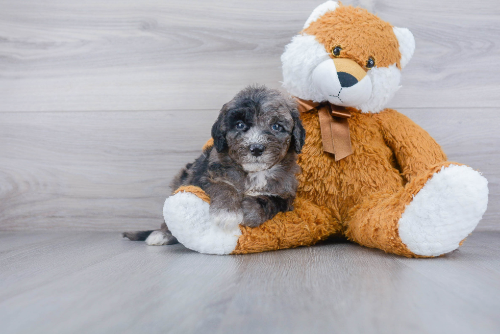 Energetic Mini Berniedoodle Poodle Mix Puppy