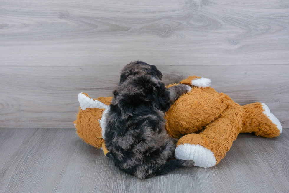 Mini Bernedoodle Pup Being Cute