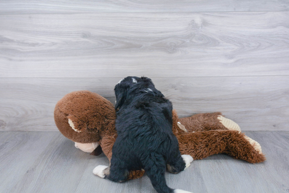 Mini Bernedoodle Puppy for Adoption