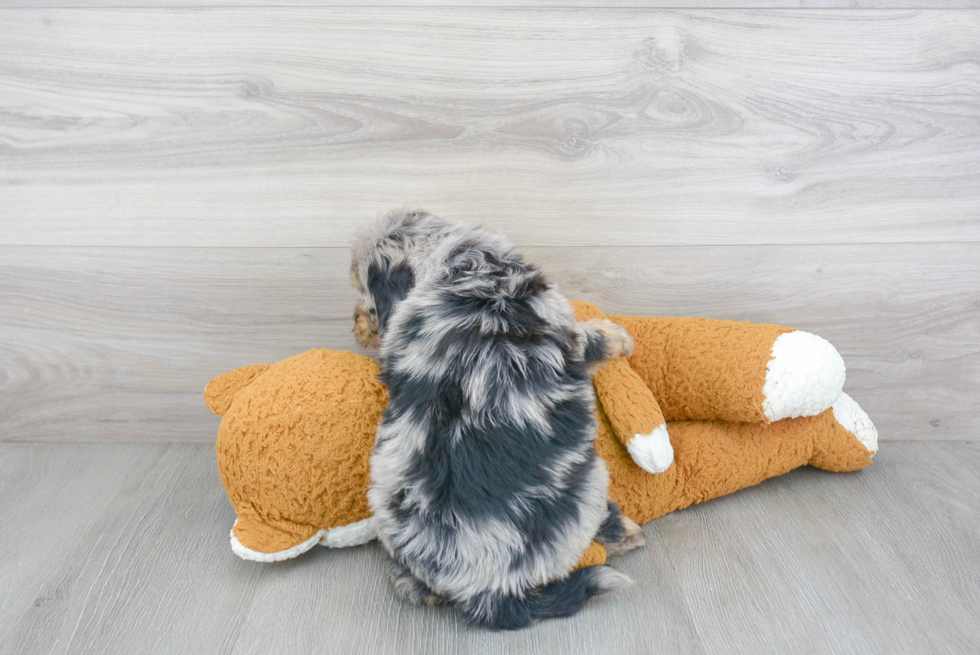 Hypoallergenic Mini Berniedoodle Poodle Mix Puppy