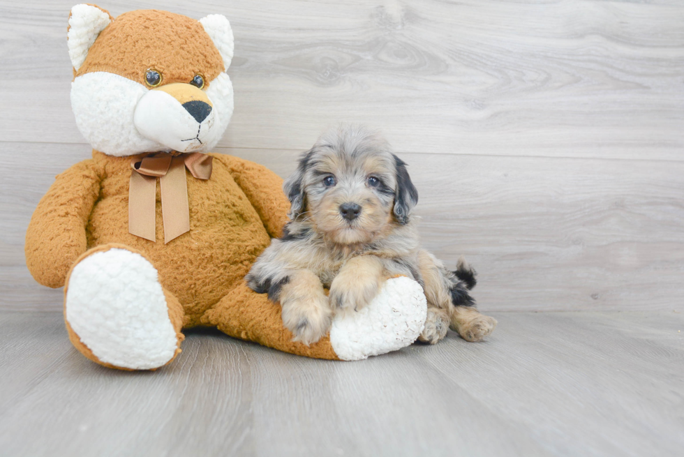 Best Mini Bernedoodle Baby