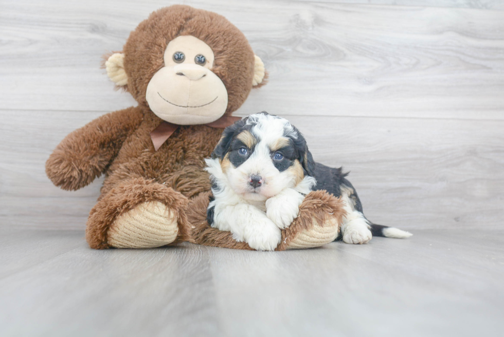 Best Mini Bernedoodle Baby