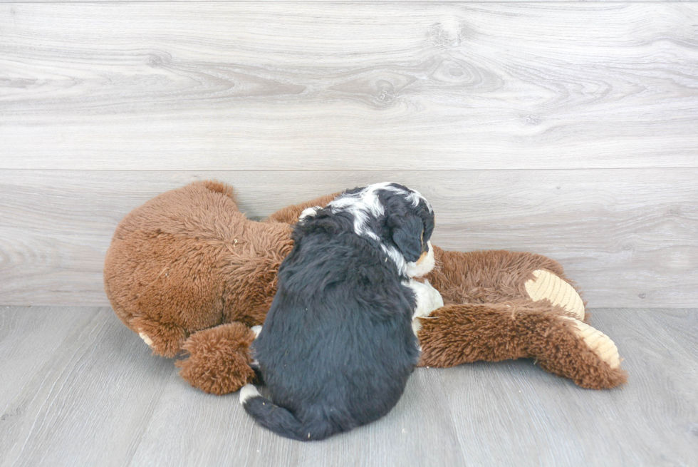Cute Mini Bernedoodle Baby