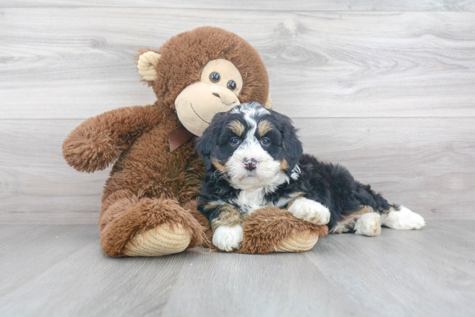 Best Mini Bernedoodle Baby