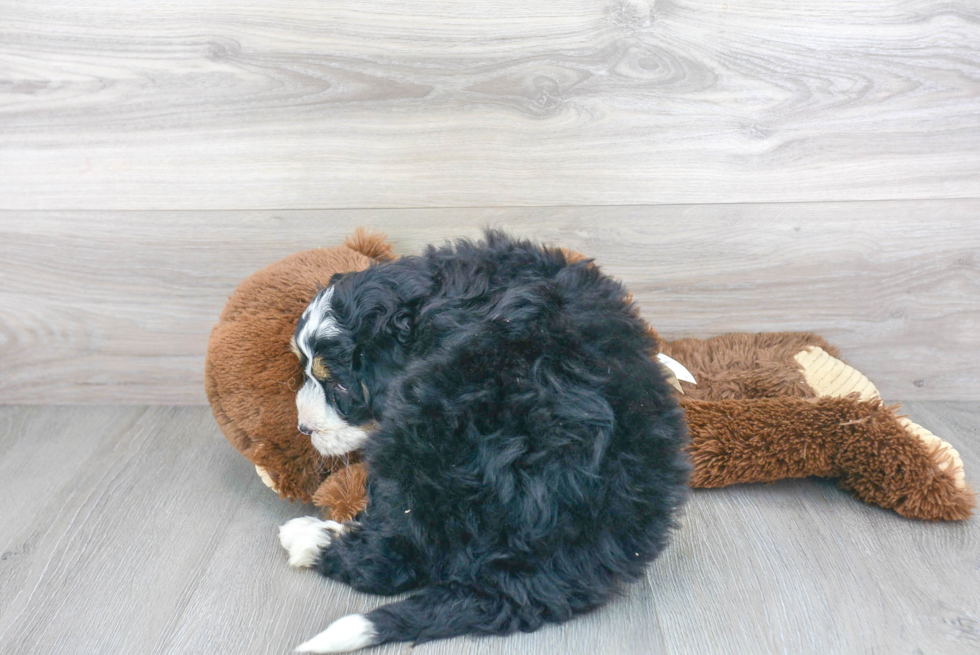 Adorable Bernadoodle Poodle Mix Puppy