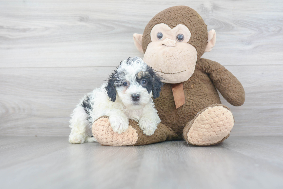 Mini Bernedoodle Puppy for Adoption