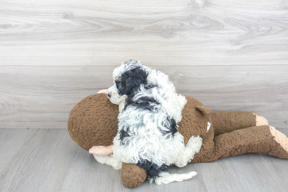 Mini Bernedoodle Puppy for Adoption