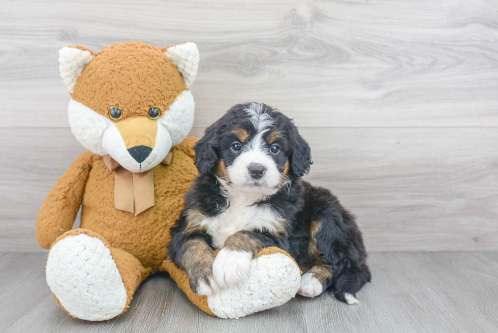 Energetic Bernadoodle Poodle Mix Puppy