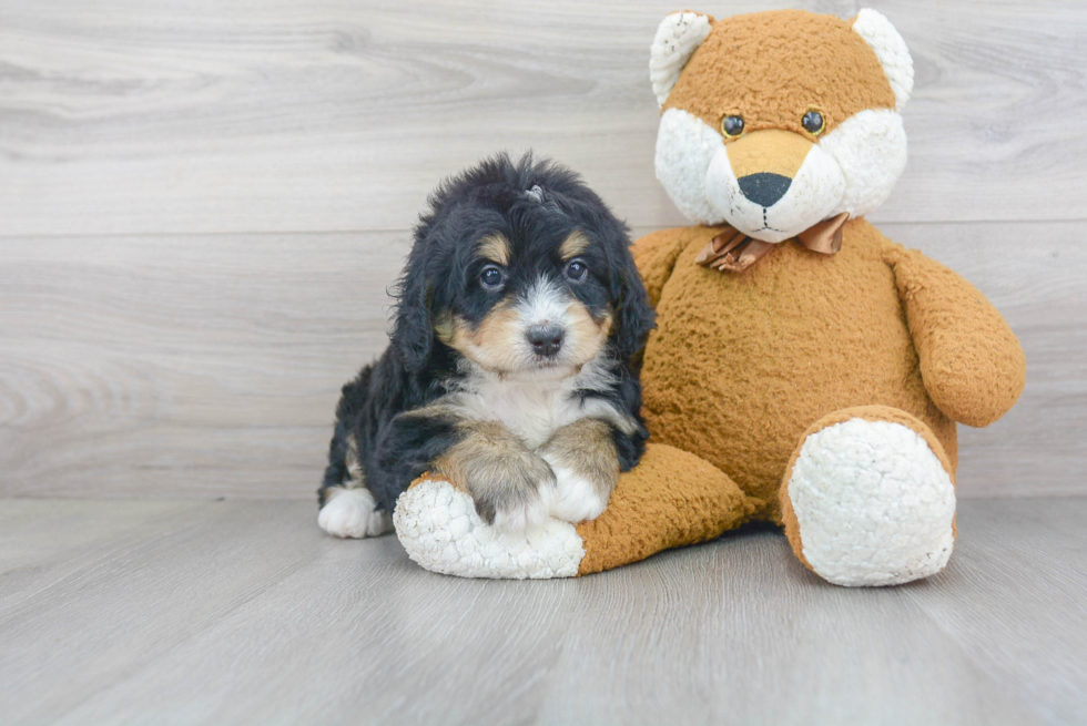 Energetic Mini Berniedoodle Poodle Mix Puppy