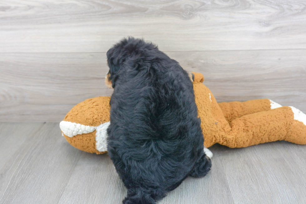 Mini Bernedoodle Puppy for Adoption