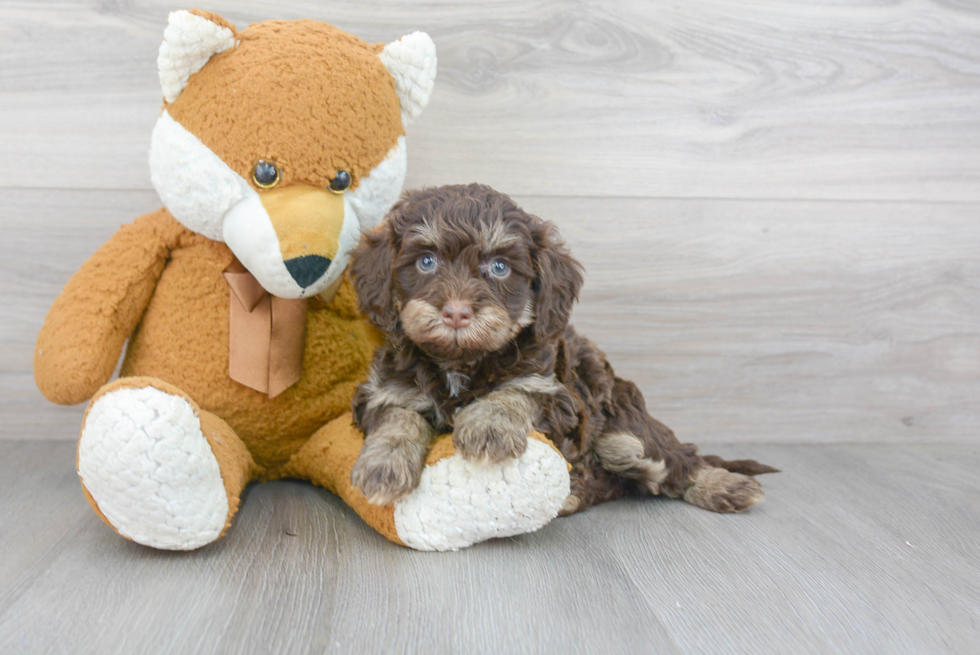 Mini Bernedoodle Puppy for Adoption