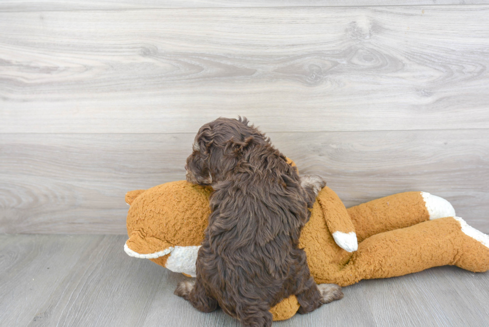 Petite Mini Bernedoodle Poodle Mix Pup