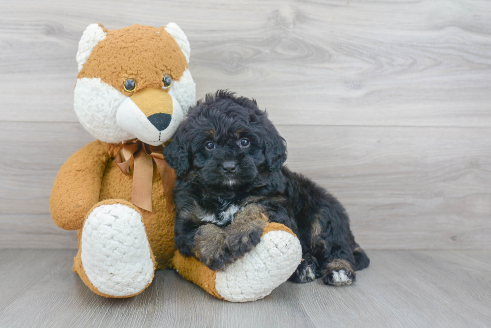 Smart Mini Bernedoodle Poodle Mix Pup