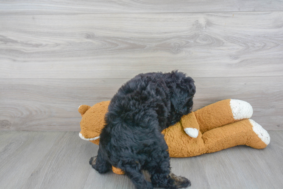Funny Mini Bernedoodle Poodle Mix Pup
