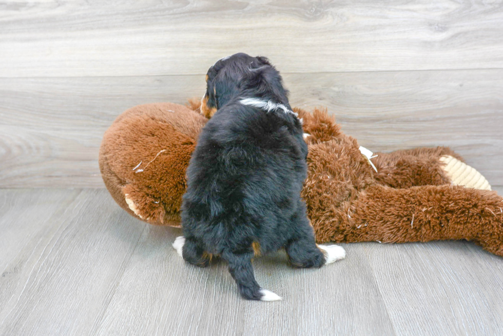 Sweet Mini Bernedoodle Baby