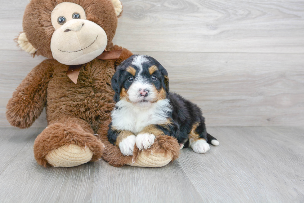 Mini Bernedoodle Pup Being Cute