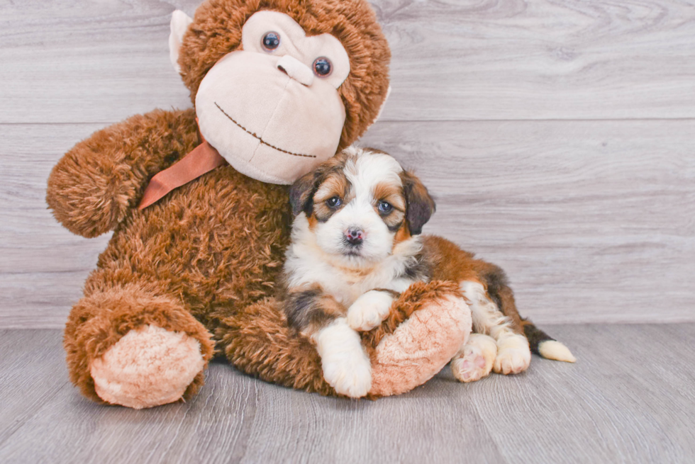 Happy Mini Bernedoodle Baby