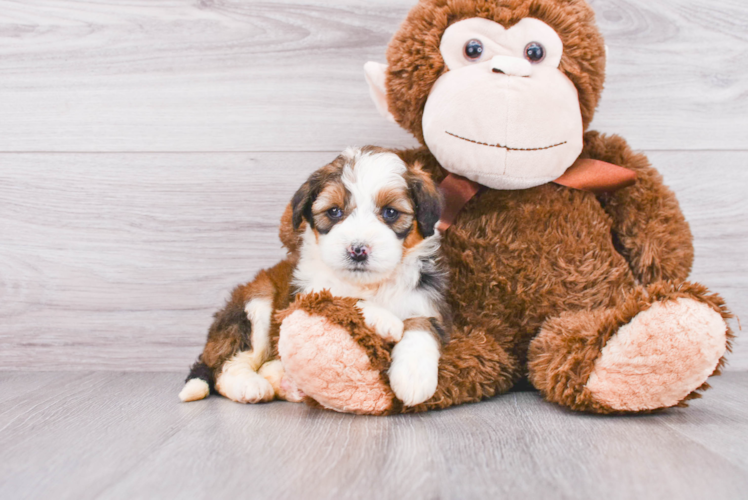 Mini Bernedoodle Pup Being Cute
