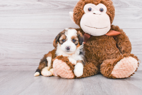 Mini Bernedoodle Pup Being Cute