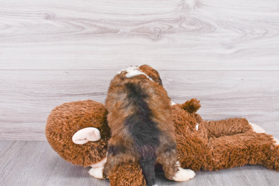 Mini Bernedoodle Pup Being Cute