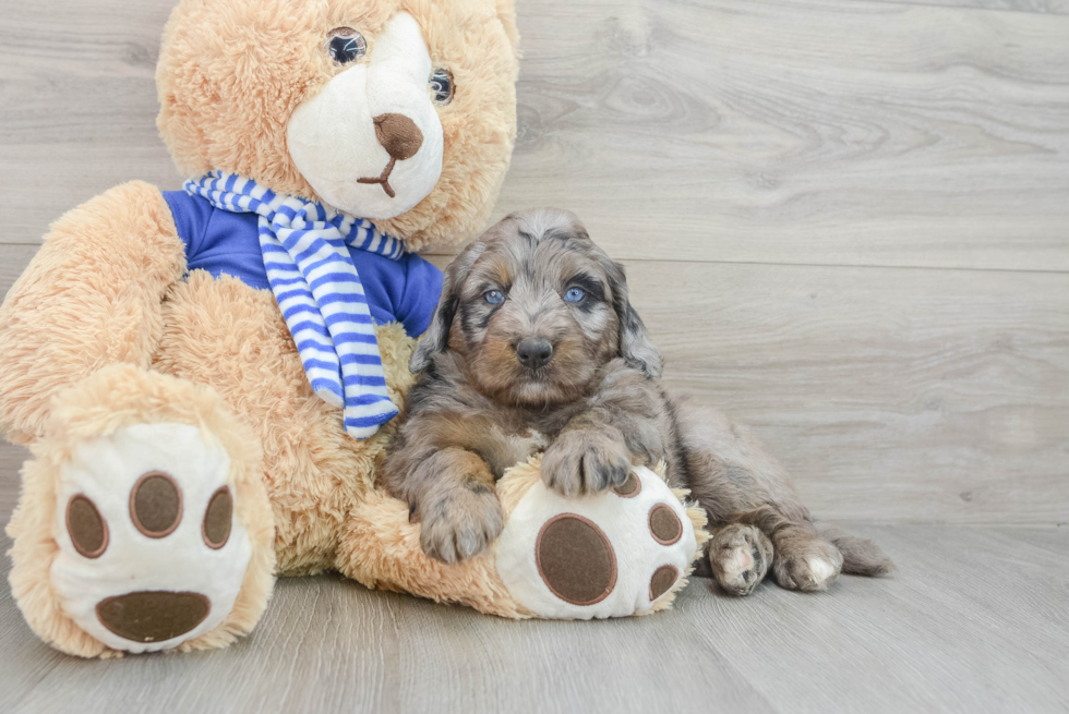Fluffy Mini Bernedoodle Poodle Mix Pup