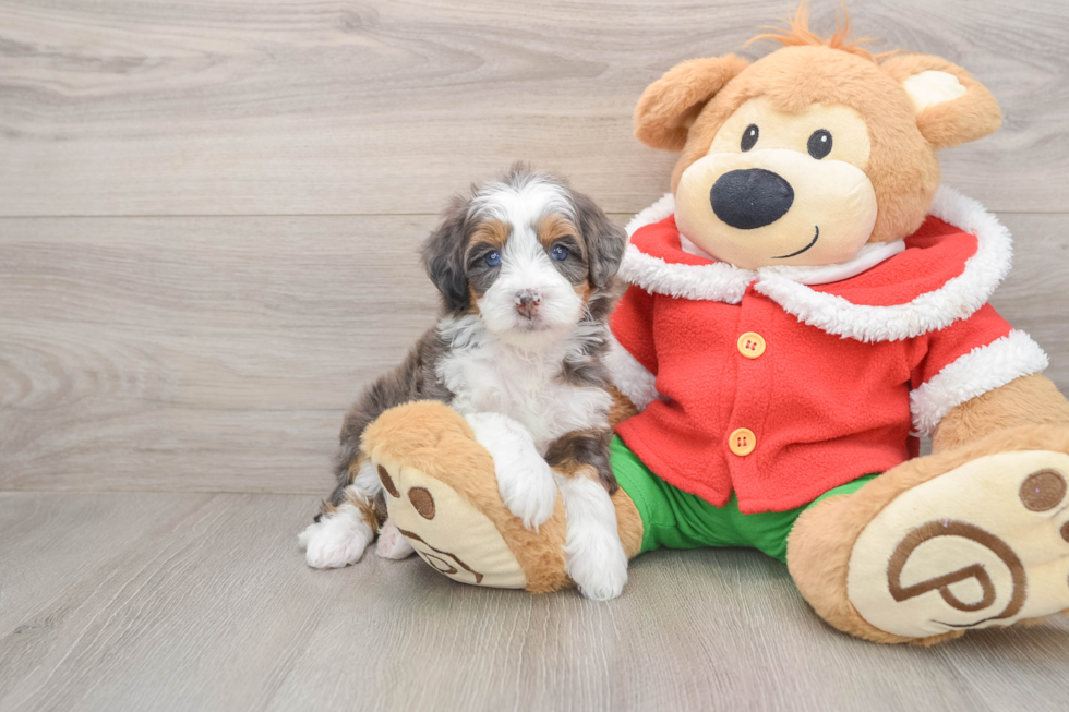 Best Mini Bernedoodle Baby