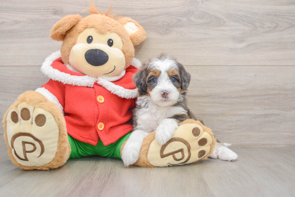 Petite Mini Bernedoodle Poodle Mix Pup