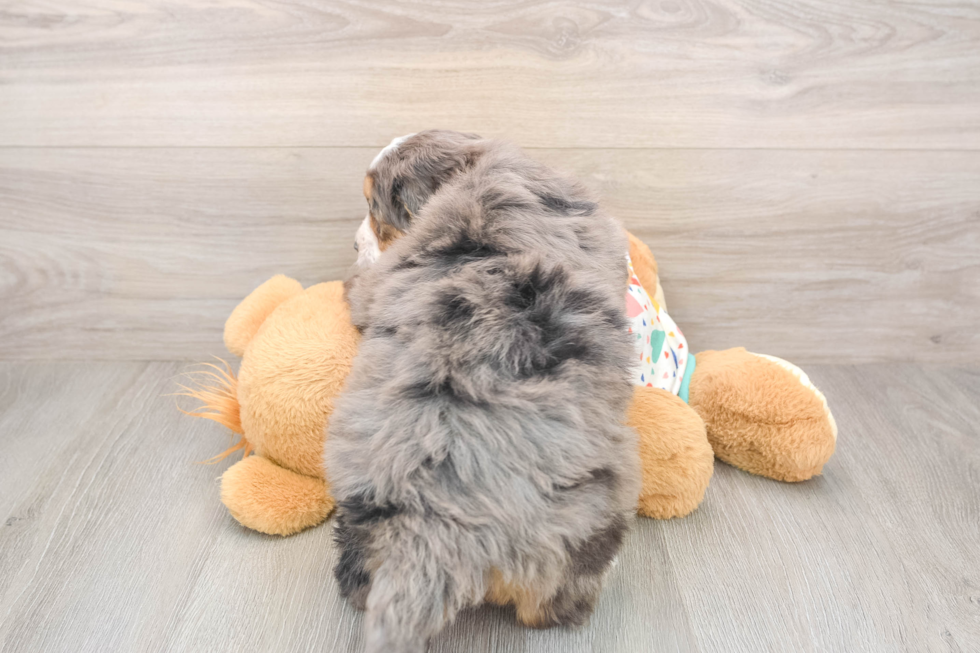 Best Mini Bernedoodle Baby
