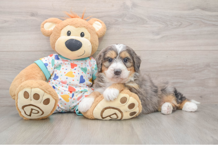Mini Bernedoodle Pup Being Cute
