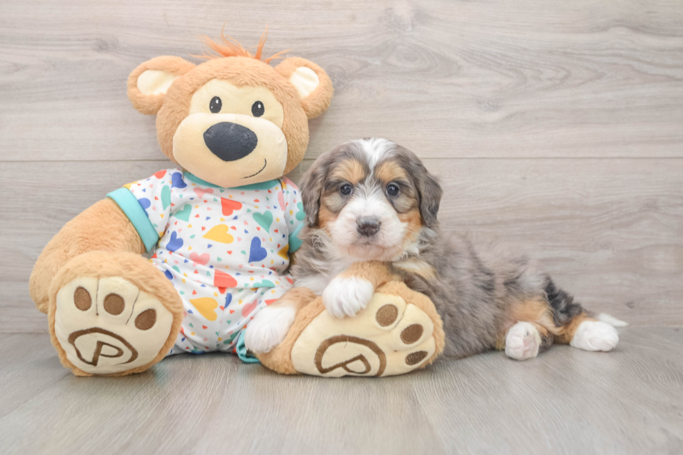 Mini Bernedoodle Pup Being Cute