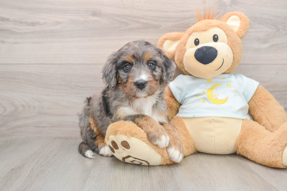 Mini Bernedoodle Pup Being Cute
